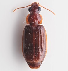 Plochionus timidus