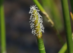 Eleocharis interstincta