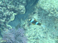 Amphiprion akindynos