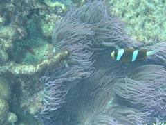 Amphiprion akindynos