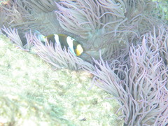 Amphiprion akindynos