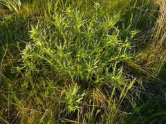 Lithospermum ruderale