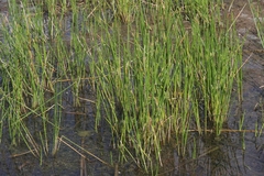 Eleocharis interstincta