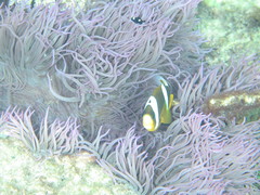 Amphiprion akindynos