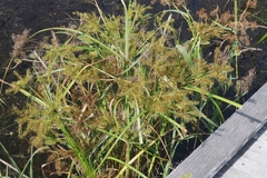 Cyperus digitatus