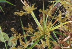 Cyperus digitatus