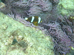 Amphiprion akindynos