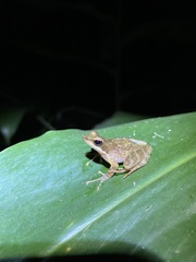 Natalobatrachus bonebergi