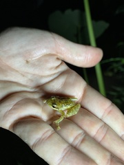 Natalobatrachus bonebergi