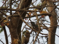 Chrysuronia coeruleogularis