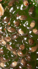 Natalobatrachus bonebergi