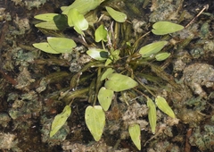 Echinodorus berteroi