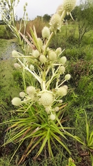 Eryngium eburneum