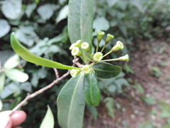 Peddiea
