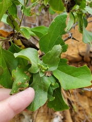 Nahuatlea arborescens