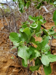 Nahuatlea arborescens