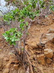 Nahuatlea arborescens