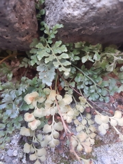 Asplenium ruta-muraria