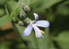 Carlowrightia parviflora
