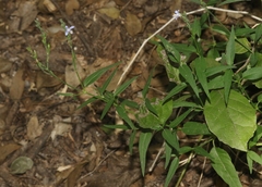 Carlowrightia parviflora