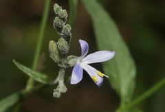 Carlowrightia parviflora