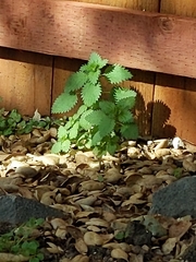 Hesperocnide tenella