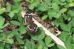 Anthanassa drusilla lelex