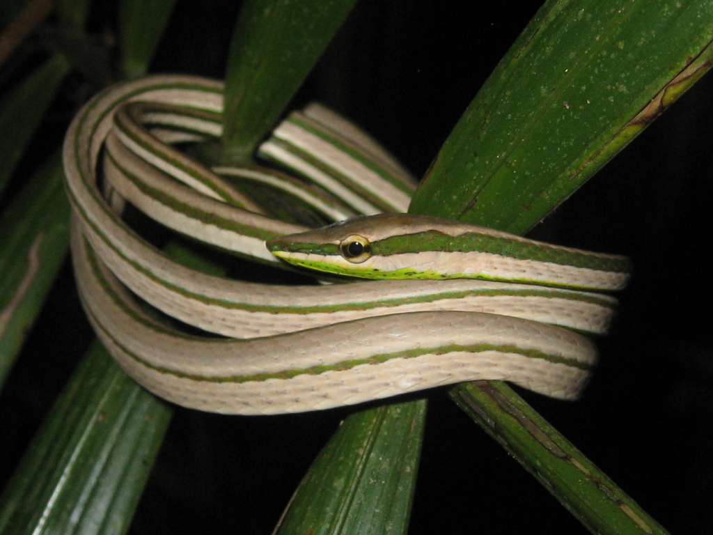 Xenoxybelis