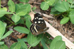 Anthanassa drusilla lelex