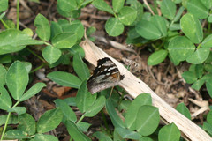 Anthanassa drusilla lelex