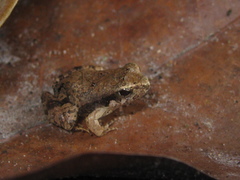 Physalaemus ephippifer