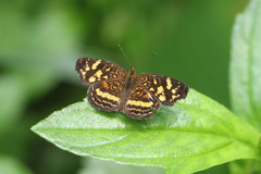 Anthanassa drusilla lelex