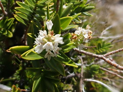 Veronica treadwellii
