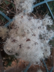 Clematis vitalba
