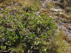 Veronica treadwellii
