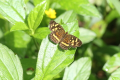 Anthanassa drusilla lelex