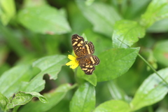 Anthanassa drusilla lelex