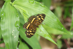 Anthanassa drusilla lelex