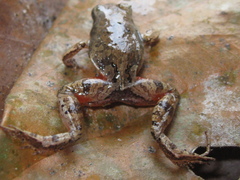 Physalaemus ephippifer