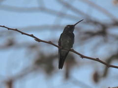 Chrysuronia coeruleogularis