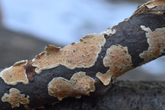 Cylindrobasidium laeve