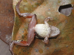 Physalaemus ephippifer