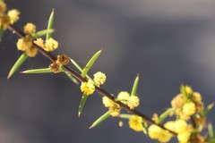 Acacia cochlearis