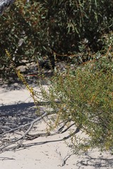 Acacia cochlearis