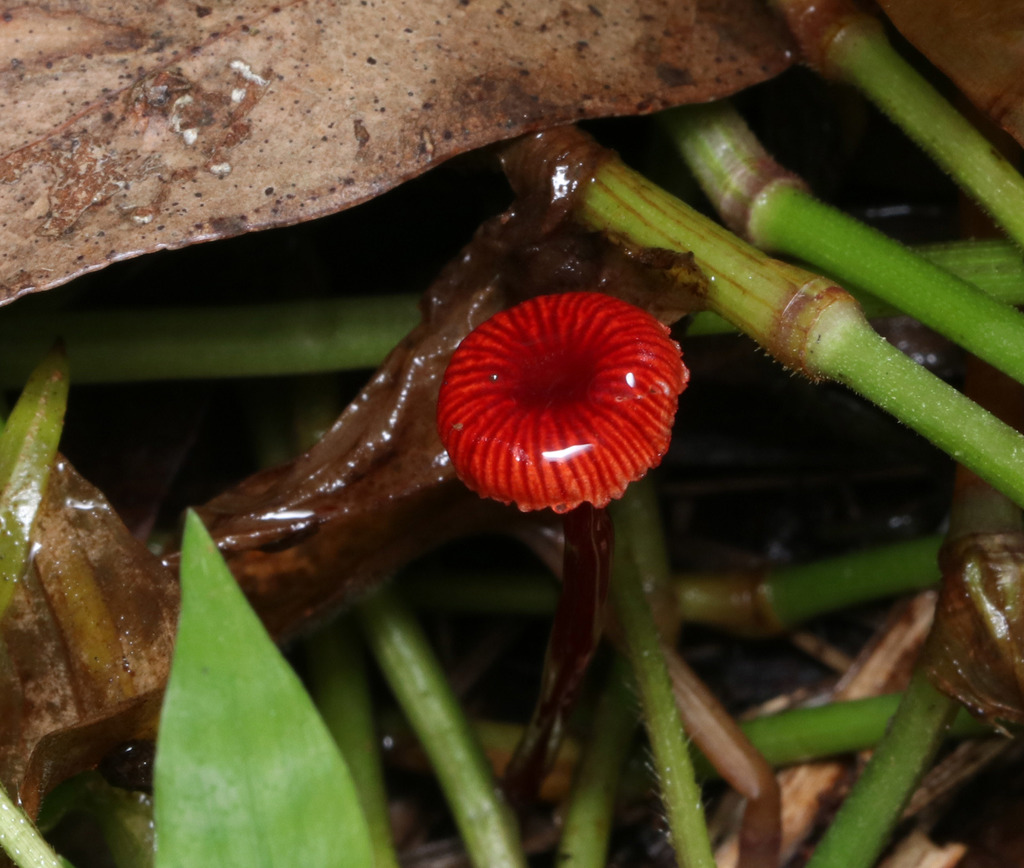 Ruby Bonnot ruby bonnet in January 2022 by juliegraham173 · iNaturalist