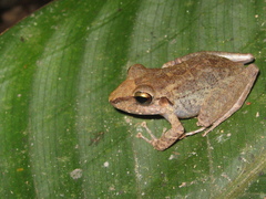 Pristimantis latro
