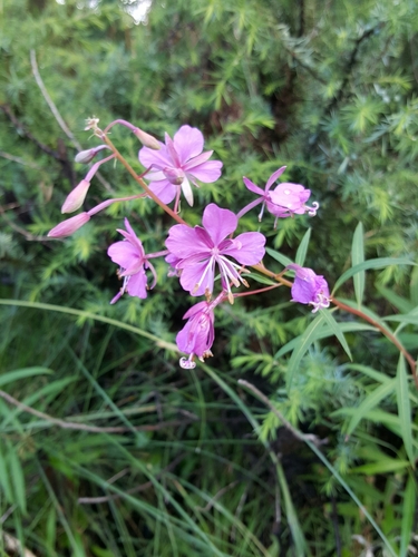 Chamerion angustifolium iNat (3)