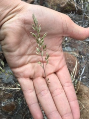 Poa secunda