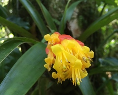 Guzmania nicaraguensis