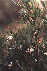 Grevillea neurophylla